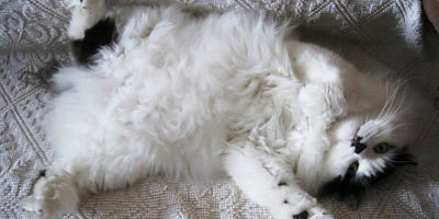 Кот лежит животом вверх