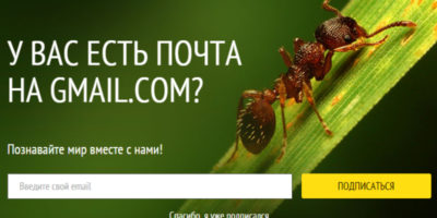Муравей на листке