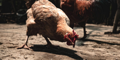 chicken-800