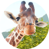 Giraff.io