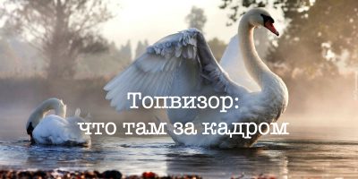 swan-800