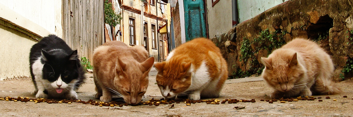 Street_cats_(1)