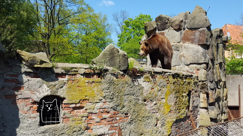 Медведь на кирпичной стене