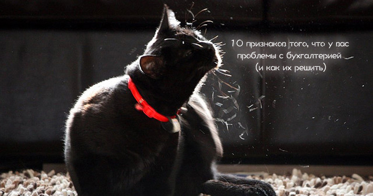 Черный кот в красном ошейнике, надпись